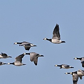 Barnacle Goose  "Branta leucopsis"